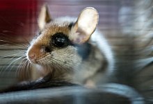 Gartenschl&auml;fer im K&auml;fig einer Wildstation - Alexander Heinl/dpa/dpa-tmn