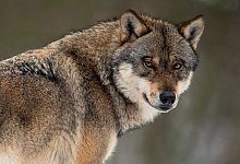 KINA - Den W&ouml;lfen auf der Spur - dpa