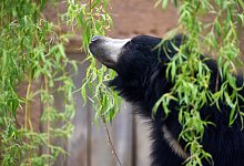 Lippenb&auml;r im Allwetterzoo M&uuml;nster - Bernd Thissen/dpa