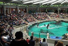Delfine schwimmen im Delfinarium im Duisburger Zoo bei einer Vorf&uuml;hrung. - picture alliance/dpa/Archivbild