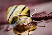 Eine kleine Schnecke spiegelt sich im Wasser - Frank Rumpenhorst/dpa