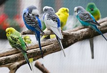 Sittiche auf einem Zweig - Andrea Warnecke/dpa-tmn