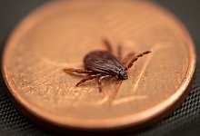 Braune Hundezecke - Foto: Fabian Sommer/dpa