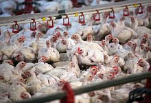 Eine Hautentz&uuml;ndung im Bereich des Unterbauches und des Darmausgangs ist der h&auml;ufigste Grund, weswegen Masth&uuml;hner f&uuml;r die Fleischproduktion als untauglich eingestuft werden. - Jens B&uuml;ttner/dpa-Zentralbild/dpa