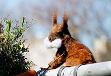 Eichh&ouml;rnchen auf dem Balkon - Foto: Lisa Ducret/dpa/dpa-tmn