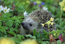 hedgehog-548335 - Symbolbild: Pixabay