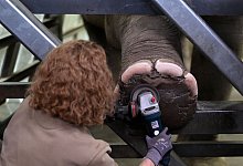 &laquo;Medical Training&raquo; der Elefanten - Roberto Pfeil/dpa