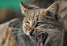 Wildkatze - Martin Schutt/dpa-Zentralbild/dpa