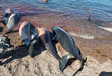 Tote Delfine - Foto: ---/Red de Varamientos/dpa