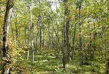 Moor-Birken - Rainer Maus/Dr. Silvius Wodarz Stiftung/dpa