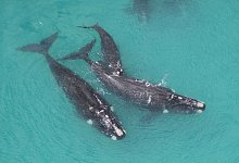 Wale - Mammal Research Institute/dpa