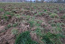 Wildschwein-Schäden in Lemgo - Annika Langhagel