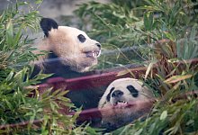 Pandas Pit und Paule verlassen Berlin - Sebastian Gollnow/dpa