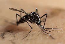 Tigerm&uuml;cke - Foto: Ennio Leanza/KEYSTONE/dpa