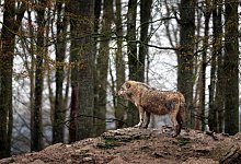W&ouml;lfe - Karl-Josef Hildenbrand/dpa