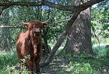 glimke-hochlandrind - Kreis Lippe