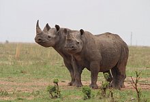 Nash&ouml;rner - J&uuml;rgen B&auml;tz/dpa/Archiv