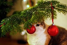 F&uuml;r Katzen interessant: Christbaumkugeln - Ina Fassbender/dpa-tmn
