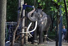 Elefant Sak Surin - Nareerat Chaywichain/AP/dpa