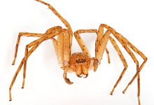 Thunberga malala - Foto: Senckenberg/dpa