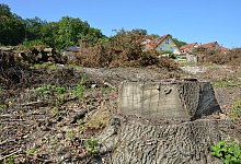 Die Bäume des kleinen Wäldchens waren zum überwiegenden Teil krank und mussten deshalb abgeholzt werden. - Karin Prignitz