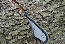 Eine Kettensäge schneidet sich in einen Erlenbaumstamm - Patrick Pleul/dpa/dpa-tmn