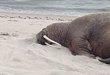 Ein Walross liegt am Strand der Insel R&uuml;gen. - Enrico Spiering/Deutsche Meeresmuseum/dpa
