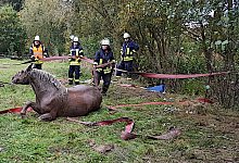 Pferderettung - Lars Koppmann/Freiwillige Feuerwehr Leopoldsh&ouml;he