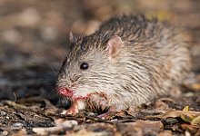 Ratte - Foto: Julian Stratenschulte/dpa