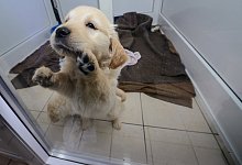 Das brutale Gesch&auml;ft mit Welpen - dpa-tmn