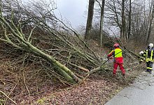 Baum2 - Feuerwehr Horn-Bad Meinberg