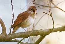 Nachtigall - Wolfram Steinberg/dpa