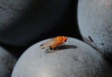 Kirschessigfliege - Fredrik von Erichsen/dpa