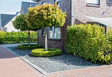 So wird der Schottergarten wieder gr&uuml;n - Lennart Stock/dpa/dpa-tmn