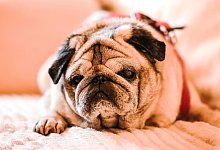 Demenz bei Haustieren - Mops Olli - Oliver Berg/dpa