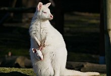 Wei&szlig;es K&auml;nguru im Zoo Hoyerswerda - -/Zoo Hoyerswerda/dpa