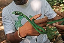 Forscher warnen: Inselreptilien sterben unbemerkt aus - Patricia Guedes/Universität Oxford/dpa