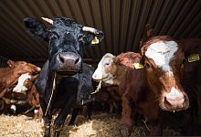 Umweltsch&uuml;tzer fordern ein deutliches Umdenken der EU-Landwirtschaft. - Oliver Dietze/dpa