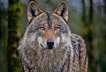 wolf3 - Pixabay