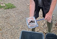 20250522_fischereiverein01-2 - 1 - Lippischer Fischerverein