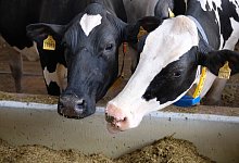 Milchk&uuml;he im Stall - Foto: Sebastian Willnow/dpa-Zentralbild/dpa