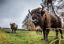 KINA - Wilde Wisente - Dieter Menne/dpa