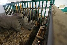 Buffy und Snoopy teilen sich jetzt Haus und Gehege - Stukenbrock