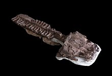 Sumpf-Kreatur aus der Urzeit entdeckt - C. Marsicano/Nature/dpa