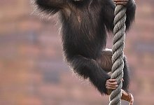 Patente auf Schimpansen ung&uuml;ltig - Foto: Joel Carrett/AAP/dpa