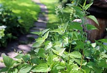 Grün im Garten - Mascha Brichta/dpa-tmn/Archivbild