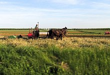 Ein amischer Bauer mäht auf einem Feld - Heike Schmidt-Windhoff/dpa-tmn