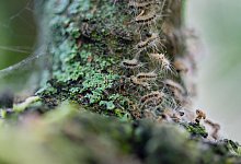 Eichenprozessionsspinner - Lisa Ducret/dpa/Archivbild