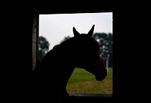 Pferd - Foto: Daniel Bockwoldt