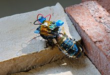 Eine Cyborg-Kakerlake, ausgestattet mit einem winzigen drahtlosen Steuermodul, das von einer wiederaufladbaren Batterie betrieben wird. Letztere ist mit einer Solarzelle verbunden. - Kenjiro Fukuda/RIKEN/dpa